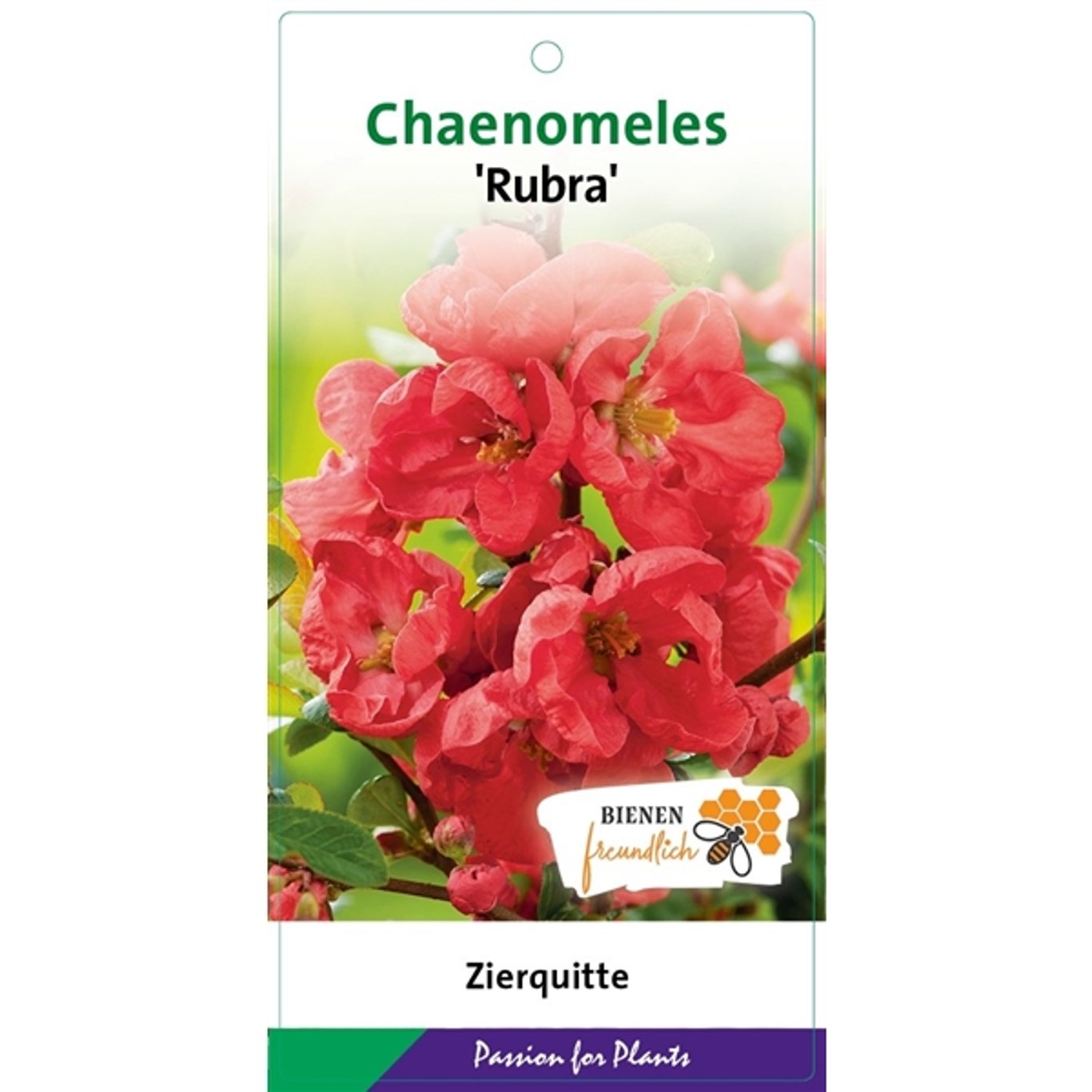 Chaenomeles spec. 'Rubra' - C5 50-60 CM